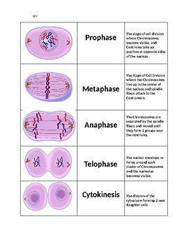 Phases Of Mitosis Drawing, Mitochondria Diagram, Mitosis Phases, Biology Flashcards, Biology Wallpaper, Biology Pictures, Stages Of Mitosis, How To Study Anatomy, Studying Science