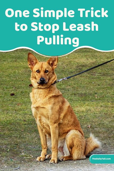 How To Train A Dog To Walk On A Leash, Dog Leash Pulling, Loose Leash Walking, Dog Leash Training, Dog Minding, Dog Behavior Problems, Dog Training Advice, Leash Training, Dog Brain