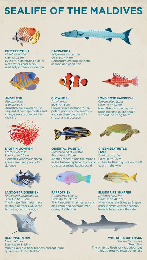 Fish and sealife of the Maldives Types Of Sea Animals, Sea Animal Chart, Different Types Of Sea Animals, Maldives Animals, Maldives Fish, Maldives Map, Fish Infographic, Fish Chart, Fish Poster