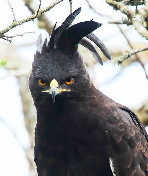 Long-crested Eagle Lophaetus occipitalis Langkuifarend - via Chris Krog Wildlife Photography, Nature, Long Crested Eagle, Bird Man, White Patches, Animal Facts, Unique Hairstyles, Birds Of Prey, Wild Birds