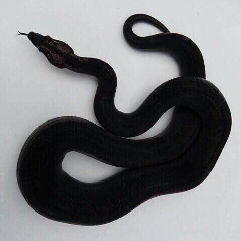 DOUGLAS LEAL ROCHA on Instagram: “antisocial behavior” Black Snake Aesthetic, Dream Snake, Avatar Ocs, Red And Black Snake, Snake Photos, Pretty Snakes, Snake Wallpaper, Cute Snake, Cute Reptiles