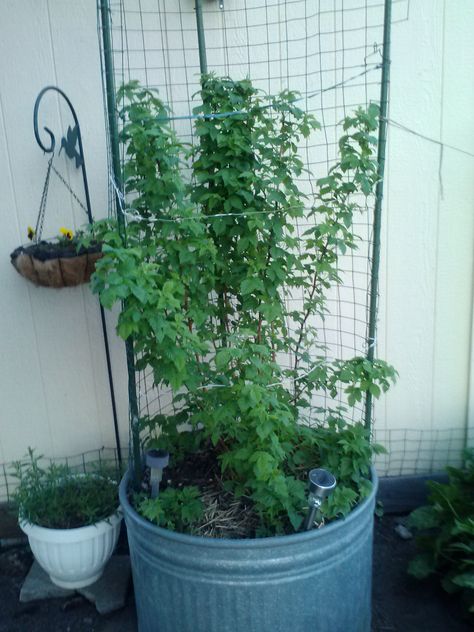 raspberries kind of a peach color planted in a horse water container Trellis In Pots, Raspberries In Pots, Raspberry Trellis, Growing Raspberries, Horse Water, Trellis Ideas, Water Container, Vertical Gardening, Water Containers