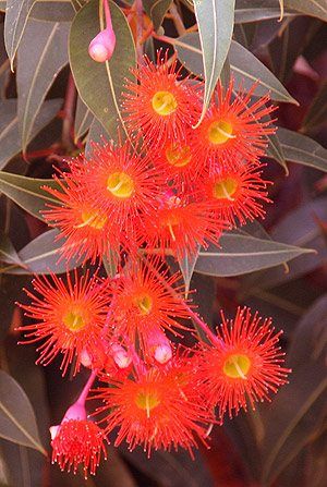 Flowering Gum Trees or Flowering Eucalypts include a wide range of species, some with large spectacular flowers, others with less significant, although equally important flowers. Eucalyptus Flowers, Australian Eucalyptus, Flowering Gum, Gum Trees, Australian Trees, Gum Leaves, Australian Natives, Australian Native Garden, Australian Wildflowers