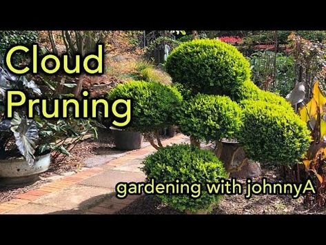 (830) Cloud Pruning Made Easy - Full Demonstration - Japanese 'Niwake' Style Buxus or Boxwood. - YouTube Cloud Pruning, Yoshino Cherry Tree, Maidenhair Tree, Flowering Quince, Tree Id, Privacy Trees, Indoor Trees, Japanese Maple Tree, Fast Growing Trees