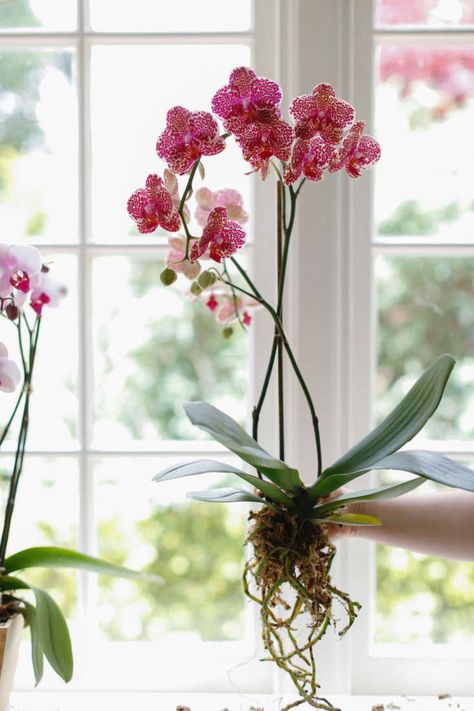 Orchids Hanging Ideas, Hanging Orchids Outside Ideas, Indoor Orchids Garden, Orchid On Wood, Hanging Orchids Ideas, Growing Orchids Indoors, Orchids Pots Ideas Planters, Orchid Pots With Holes, Hanging Orchids Outside