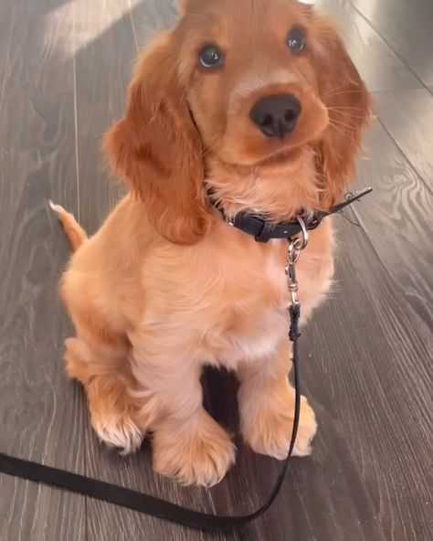 Cocker Spaniel Place | Mesmerising 😍 Follow 👉🏻 @cockerspanielplace Follow 👉🏻 @cockerspanielplace (via: vickie_le_cocker_) #cockerspaniel #cockerspanielpuppy... | Instagram Cokers Spaniel, Pet Room, Cocker Spaniel Puppies, English Cocker, English Cocker Spaniel, Spaniel Puppies, Animal Room, Dream Baby, Cocker Spaniel