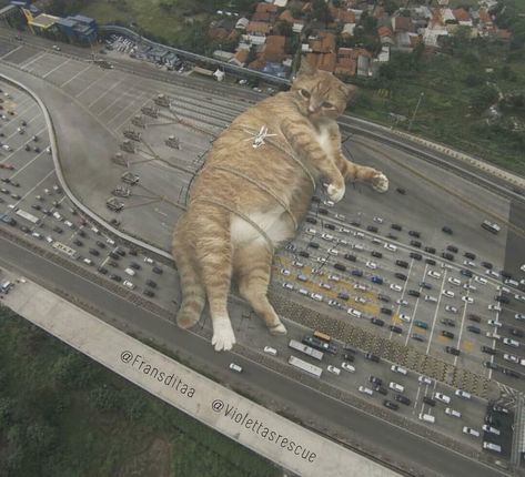 Catzillas........Evil!!! Fat Cat Pictures, Huge Cat, Giant Animals, Giant Cat, Funny Photoshop, Cat Talk, Montage Photo, Foto Art, Funny Cat Memes