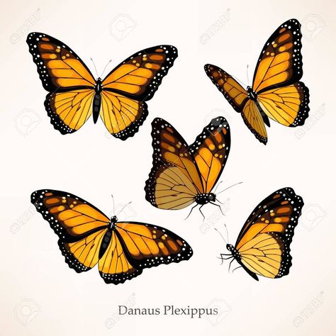 Flying Reference, Butterflies Png, Butterfly Vector, Butterfly Flying, Butterfly Black And White, Blur Image Background, Glowing Background, Tattoo Graphic, Engraving Illustration