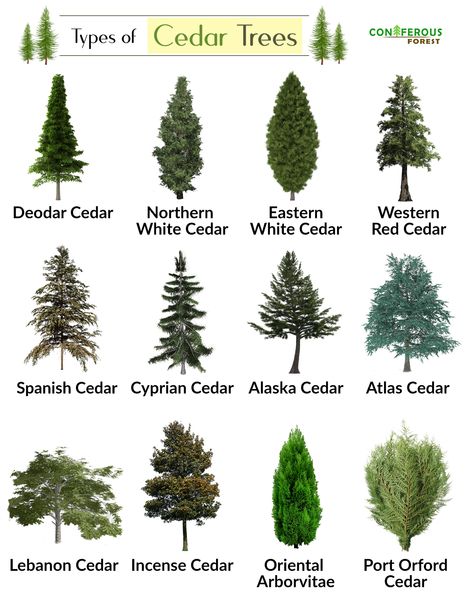 Everything you need to know about a cedar tree. Its types with pictures, what does it look like, where and how fast does it grow, how long does it live Eastern White Cedar, Northern White Cedar, Tree Id, Tree Identification, Cedar Tree, Front Landscaping, White Cedar, Cedar Trees, Plant Identification