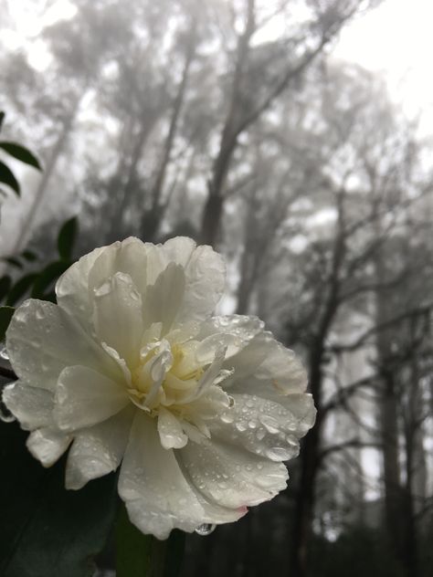 Rain Flowers Aesthetic, Rainy Flowers, Flowers In Rain, Flowers And Rain, Flowers With Raindrops, Flower With Raindrops, Flowers In The Rain, Flower In Rain Photography, Rain Drops On Flowers