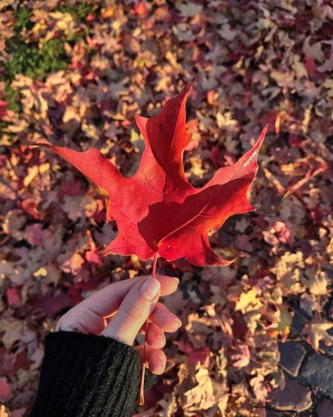 Red Aesthetic Fall, Tree Aesthetic, Orange Leaves, Cream Aesthetic, Red Fall, Autumn Leaves Photography, Big Leaves, Orange Aesthetic, Orange Leaf