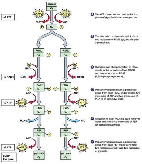 Glycolysis Pathways, Carbon Molecule, Biochemistry Notes, Biology Poster, Organic Chemistry Study, Plasma Membrane, Mcat Study, Cellular Respiration, Nursing School Essential