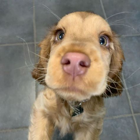 Meet Winnie, The Cocker Spaniel That Looks Like A Real-Life Disney Character | Bored Panda Dogs With Long Eyelashes, Golden Retriever Mix, Cocker Spaniel Puppies, Lovely Animals, Cocker Spaniels, Spaniel Puppies, Puppy Eyes, Cute Dogs And Puppies