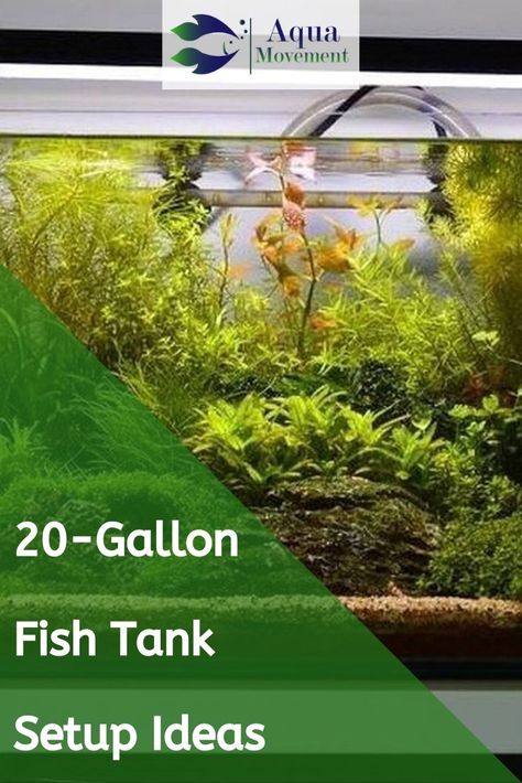 A 20-gallon tank is a great starter tank in keeping fish for beginners. Here are some 20-gallon fish tank setup ideas to get you started. 20 Gallon Long Planted Aquarium, 20 Gallon Fish Tank Ideas, Fish Tank Setup Ideas, 20 Gallon Long Aquarium, 20 Gallon Fish Tank, Tank Setup Ideas, Fish For Beginners, 20 Gallon Aquarium, Aqua Garden