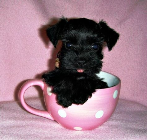 Toy And Teacup Miniature Schnauzers - Discover The Truth Teacup Schnauzer, Black Schnauzer, Teacup Dogs, Mini Schnauzer Puppies, Schnauzer Puppies, Dog Hotel, Puppies Cute, Miniature Schnauzer Puppies, Schnauzer Puppy