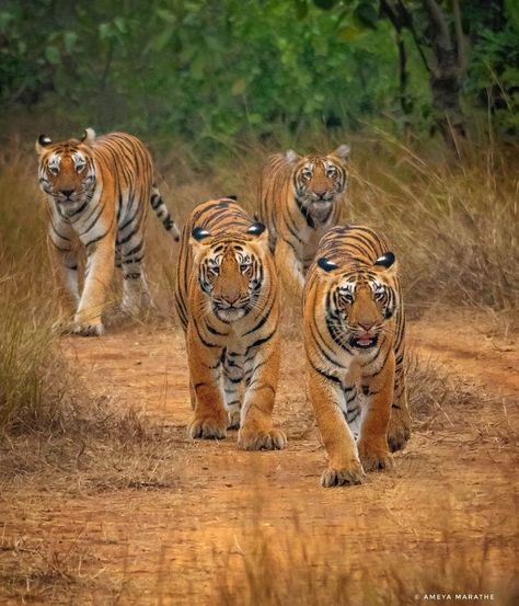 Umred Karhandla Wildlife Sanctuary is part of both Nagpur and Bhandara division. It’s connected to Tadoba-Andhari Tiger Reserve through the forest along Wainganga river. This sprawling sanctuary is home to leopards, sloth bears, jackals, blackbucks, hyenas, gaurs and the big cats - tigers. 📍58km from Nagpur..Credits @ameyamarathe. #Umred #Tadoba #Nagpur #MaharashtraTourism #MaharashtraUnlimited #TigerSafari #IndianTiger #UmredKarhandlaForests #BengalTiger #Wildlife Tiger Wildlife Photography, Colorful Creatures, Asian Tigers, Cracked Wallpaper, Sloth Bear, South Asian Art, Munnar, Bengal Tiger, Wildlife Sanctuary