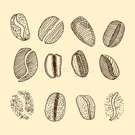 Sketch of coffee beans. vector drawing vector illustration Coffee Beans Drawing, Beans Drawing, Coffee Board, Drawing Vector, Coffee Branding, Drawing Set, Vector Drawing, Illustration Sketches, A Letter