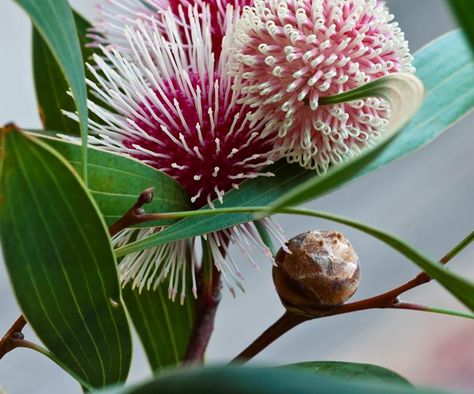 How to grow Australian native flowers Australian Native Garden, Australian Wildflowers, Australian Flowers, Australian Native Flowers, Australian Plants, Australian Garden, Australian Native Plants, Unusual Plants, Unusual Flowers