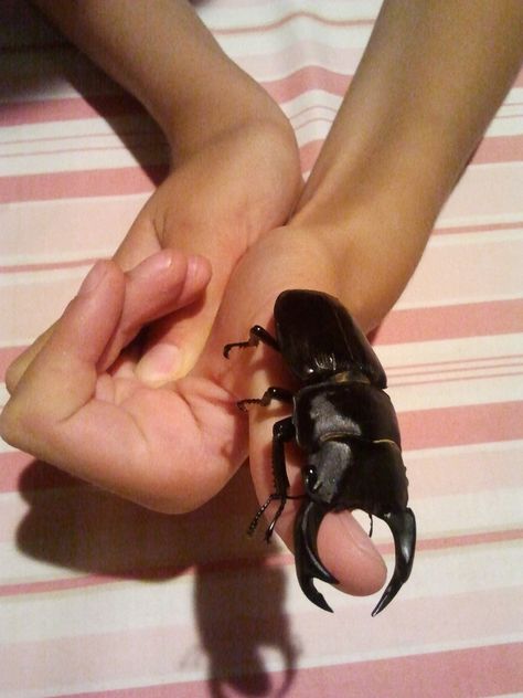 Bugs As Pets, Pet Beetle Tank, Cool Bugs Insects, Pet Insects, Pet Beetle, Pet Bugs, Bug Board, Cute Bugs, Rhino Beetle