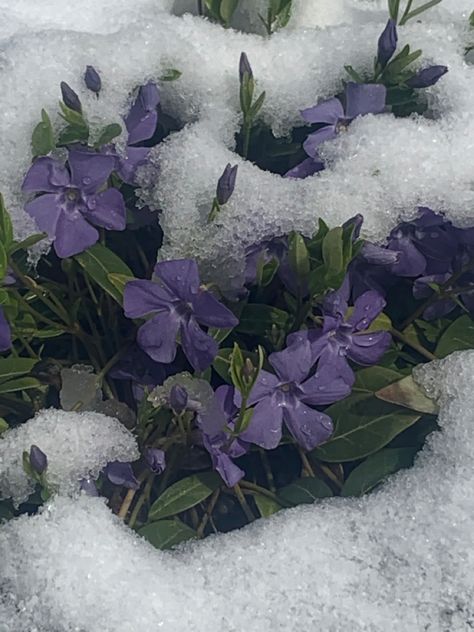 #snow #flower Nature, Bonito, Snow Melting Spring Aesthetic, Snowy Flowers Aesthetic, Nightshade Flower Aesthetic, Lavender Winter Aesthetic, Flowers In Snow Aesthetic, Hycanith Flower Aesthetic, Purple Snow Aesthetic