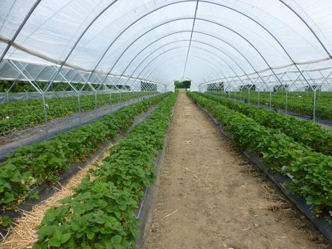 12 mil Greenhouse Covers by Tuff Scrim Strawberries Growing, Greenhouse Farming, Farming Technology, Greenhouse Cover, Winter Vegetables Gardening, Farming Techniques, Farming Business, Home Greenhouse, Farm Business