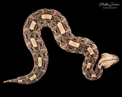 Gaboon Viper, Pretty Snakes, Cute Reptiles, Snake Venom, Reptiles, Animals