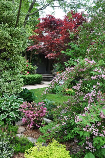 Pieris Japonica, Garden Shrubs, Three Dogs, Garden Pictures, Woodland Garden, Garden Pathway, Japanese Maple, Garden Tours, Urban Farming