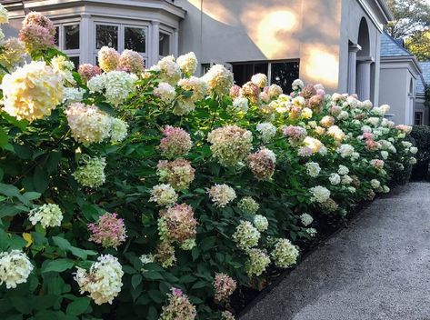 ‘Limelight’ Hydrangeas: An Autumn Gift from the Garden - he beautiful pristine white quality of these ‘Limelight’ hydrangeas at this time in the fall is a phenomenon! Just the softest blush of pink is starting to appear when they would normally have been deep russet or brown. Whether it was due to all the rain or the extended warm weather, they well deserve their own post. And if anyone had told me I would be doing a piece on hydrangeas in November I never would have believed them. Dream Landscaping, Limelight Hydrangeas, Boxwood Landscaping, Hydrangea Tree, Fall Landscaping, Hydrangea Landscaping, Hydrangea Vase, Florida Landscaping, Panicle Hydrangea