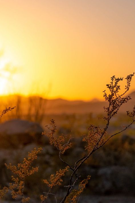 Macro Photography of Yellow Flowers during Sunset Sun In Winter, Blur Image Background, Photo Collage Wall, Distant Mountains, Mountain Photos, Arizona Desert, Yellow Springs, Seasons Art, Aesthetic Indie