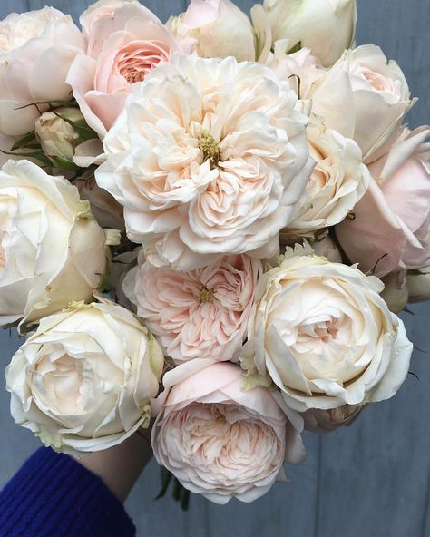 Garden Roses Wedding, Blush Peony, Blush Peonies, Floral Texture, Spray Roses, Bunch Of Flowers, Beautiful Blooms, Rose Bouquet, Love Flowers