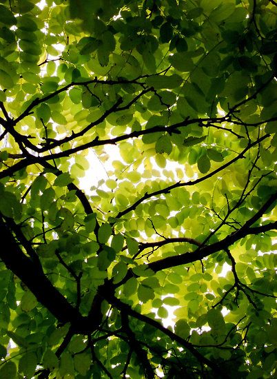 Tree Canopy Photography, Violets Wallpaper, Canopy Ideas, Nature Photography Trees, Backyard Canopy, Singing Bird, Garden Canopy, Diy Canopy, Fabric Canopy