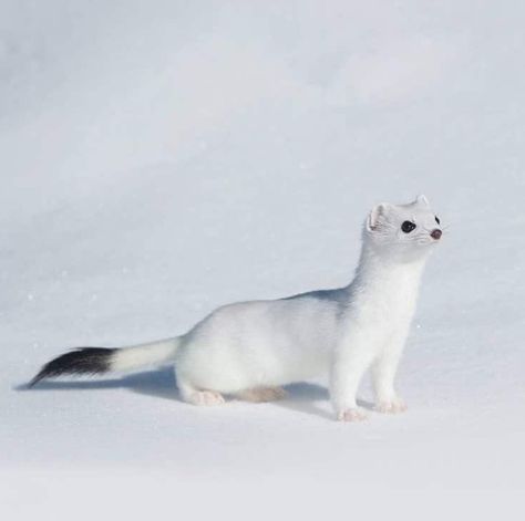 White Stoat Animal, White Weasel, White Otter, White Ferret, Comedy Wildlife Photography, Animals Tattoo, Tattoo Nature, Wallpaper Aesthetics, Cute Ferrets