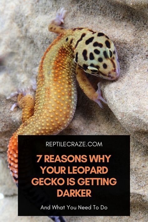 The most common reasons for a leopard gecko to get darker are stress, temperature imbalance, and shedding. There could be several other reasons. Checking and correcting the tank setup can help figuring out and fixing the problem quickly. Leopard Gecko Setup, Leopard Gecko Diet, Leopard Gecko Habitat, Leopard Gecko Tank, Leopard Gecko Care, Gecko Habitat, Lizard Types, Reptile Care, Skin Darkening