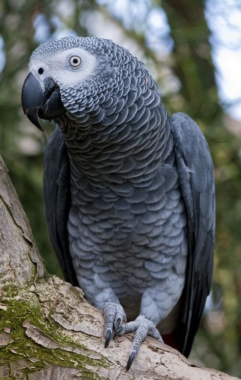 African Grey Parrot | Taken at the Bloedel Conservatory, Van… | Jackson Chu | Flickr Parrot Pictures, African Parrot, Bloedel Conservatory, Animals And Pet Supplies, Parrot Drawing, Drawing Bird, Tattoo Bird, Parrot Painting, Grey Parrot