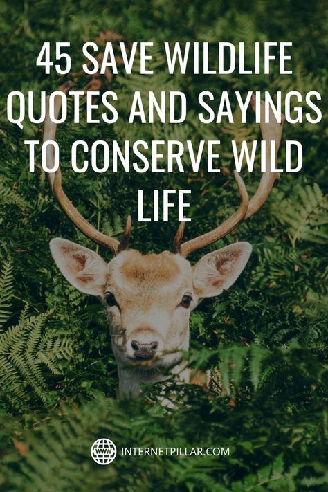 45 Save Wildlife Quotes and Sayings to Conserve Wild Life - #quotes #bestquotes #dailyquotes #sayings #captions #famousquotes #deepquotes #powerfulquotes #lifequotes #inspiration #motivation #internetpillar Wilderness Quotes Wild Women, Quotes About Wildlife, Wildlife Conservation Quotes, Wildlife Quotes Animals, Wild Nature Quotes, Wild Animal Quotes, Save Wildlife Slogans, Save Animals Quotes, Quotes About Animals