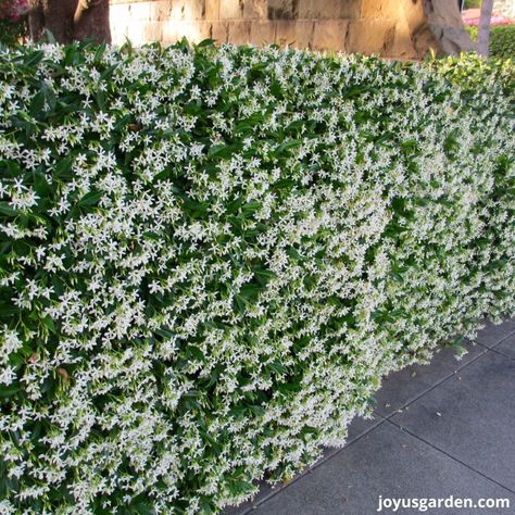 Nature, Bonito, Star Jasmine Trellis Wall, Star Jasmine Fence, Jasmine Fence, Jasmine Hedge, Star Jasmine Trellis, Jasmine Ground Cover, Jasmine Trellis