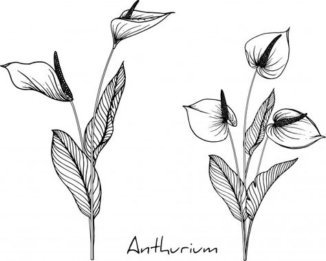 Anthurium Tattoo Design, Anthurium Tattoo, New Beginning Tattoo, Faith Tattoo On Wrist, Dragon Tattoo Back Piece, Anthurium Flower, Tattoo Henna, Japanese Dragon Tattoos, Semi Realistic