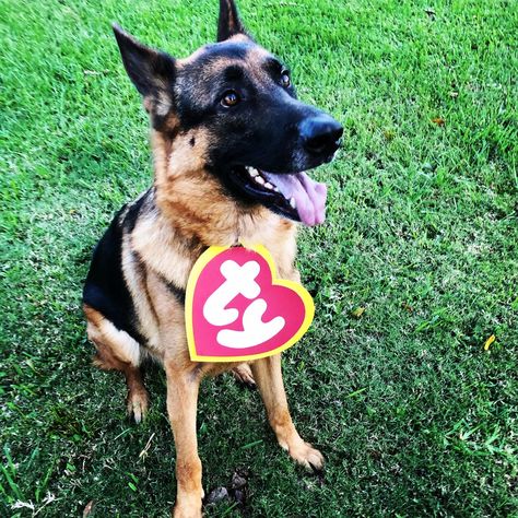 Easy pet costume - TY beanie babies! Easy Pet Costumes, Beanie Baby Dog, Cute Dog Costumes, Cute Beanies, Ty Beanie Babies, Dog Costumes, Beanie Babies, Pet Costumes, Beanie Baby