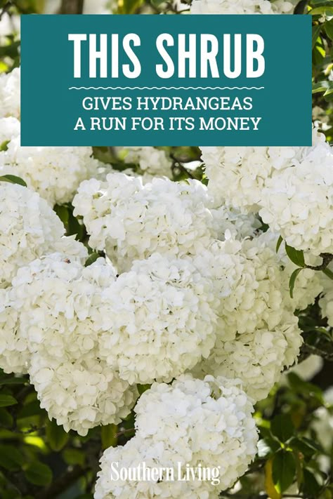 Garden Shrubs Evergreen, Snowball Viburnum, Hydrangea Landscaping, Southern Garden, Front Landscaping, Garden Shrubs, White Garden, Home Landscaping, White Gardens