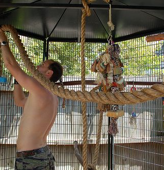 Bird Play Gym, Bird Room, Conure Bird, Diy Bird Cage, Bird Aviary, Bird Stand, Parrot Cage, Macaw Parrot, Just Tired