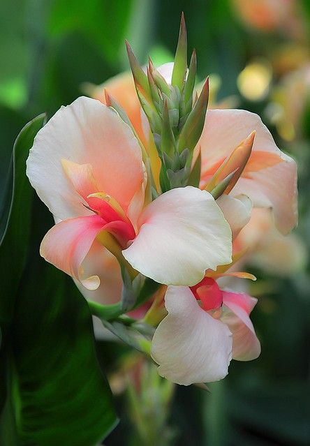 Canna Lily Garden, Canna Lillies, Canna Lilly, Canna Flower, Garden Tropical, Canna Lily, Lily Garden, Unusual Flowers, Exotic Plants