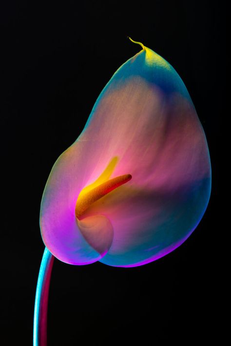 Lindsey Rickert Photography — Botanicals Fine Art Flower Photography, Neon Flowers Aesthetic, Uv Flowers, Neon Plants, Flower Art Photography, Gel Photography, Flower Photography Art, Uv Photography, Vibrant Photography