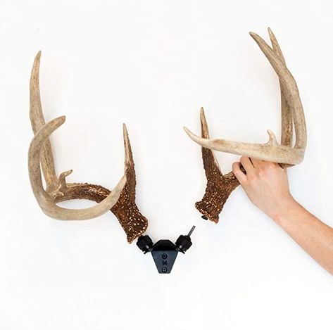 Deer Antler Mount Ideas, Shed Antler Display Ideas, Antlers Decor Diy, Antler Shed Ideas, Antler Display Ideas, Antler Mount Ideas, Deer Horn Ideas, Blacktail Deer, Deer Antler Ideas