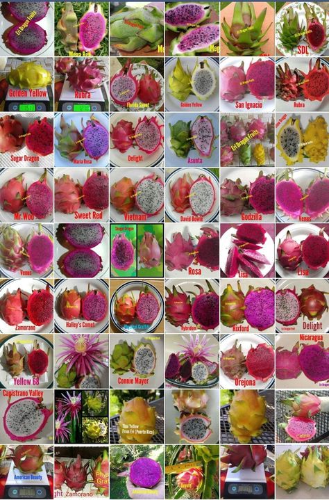 Dragon Fruit Tea Recipe, Dragon Fruit Garden, Dragon Fruit Farm, Dragon Fruit Varieties, Como Plantar Pitaya, Dragon Fruit Juice, How To Grow Dragon Fruit, Dragon Fruit Tree, Dragon Fruit Cactus