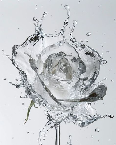 Prompt 👉 Abstract art photo of water splashing and forming an ice rose, delicate and elegant style, high key lighting, pure white background, macro photography, studio shot, sharp focus on the details of the flower shape, water droplets suspended in midair, high resolution. 👉 if Like, please Follow and Share AI Graphics Studio 👇Contact on WhatsAPP: http://tiny.cc/aigraphicsstudio #aigraphicsstudio #AI #DigitalMarketing #digitalartist #digitalart #digital #creativephotography #designinspira... High Key Lighting, High Key Photography, Ice Flowers, Ice Rose, Splash Background, Unexpected Beauty, Ice Flower, Water Splashing, Pure White Background