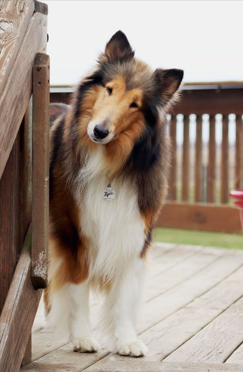 Montana is looking for her forever family! Scotch Collie, Rough Collie Dog, Rough Collie Aesthetic, Rough Collie Puppy, Cool Dogs, Collie Breeds, Rough Collies, Every Dog Breed, Collie Puppies