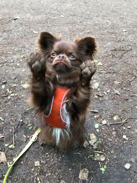 Brown Chihuahua, Long Haired Chihuahua, Chihuahua Dog, Apartment Decor Inspiration, Apartment Decor, Chihuahua, Baby Animals, Decor Inspiration