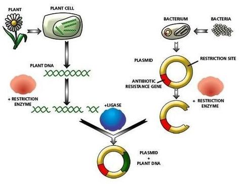 Dna Cloning, Dna Lab, Med Notes, Cool Science Facts, Science Learning, Plant Cell, Cool Science, Ministry Of Education, Learning Science