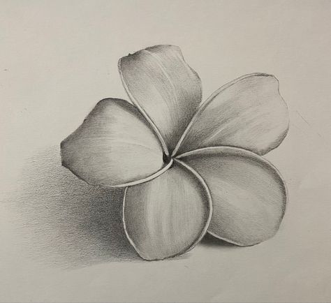 Shading Flowers Drawing, Sketch Ideas Flowers Easy, Pencil Shades Sketches, Value In Art Drawings, Easy Drawing With Shading, Flower Drawing Shading, Pencil Shading Flowers, Pencil Shading Drawings Easy, Shading Drawing For Kids