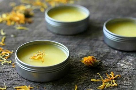 DIY Calendula Salve Recipe Scar Healing, Drawing Salve, Carrot Seed Essential Oil, Calendula Salve, Diy Face Moisturizer, Salve Recipes, Coconut Benefits, Healing Balm, Calendula Oil